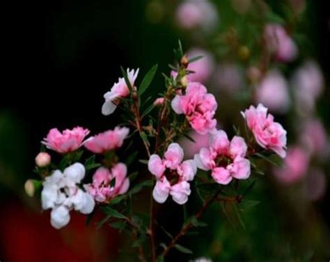 松紅梅花語|松紅梅什麼時候開花，松紅梅的花期管理/松紅梅花語